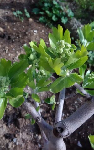 Crataegus Azarolus abril 2018-1