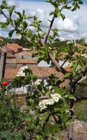 Crataegus Azarolus abril 2018-2