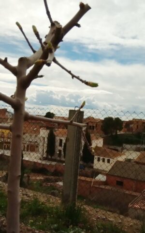 Crataegus Azarolus març 2018-1