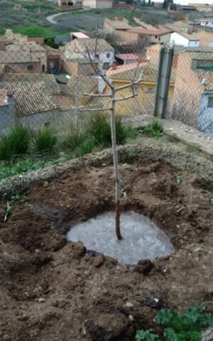 Crataegus Azarolus març 2018